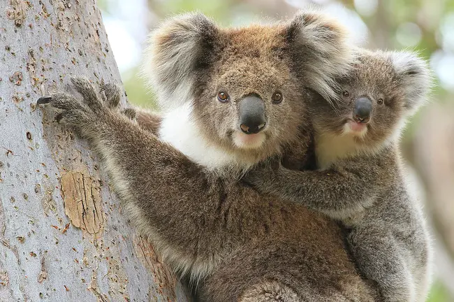 International Koala Rescue : 国际树熊救援