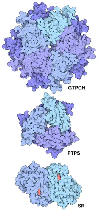 tetrahydrobiopterin deficiency : 四氢生物蝶呤缺乏症