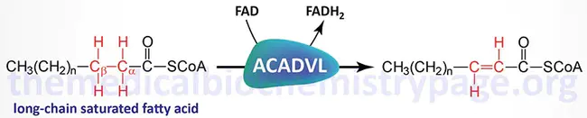 Short-chain acyl-CoA dehydrogenase deficiency : 短链酰基辅酶A脱氢酶缺乏症