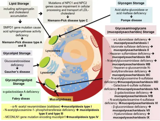 Lysosomal storage diseases : 溶酶体贮积病