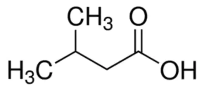 Isovaleric acidemia : 异戊酸血症