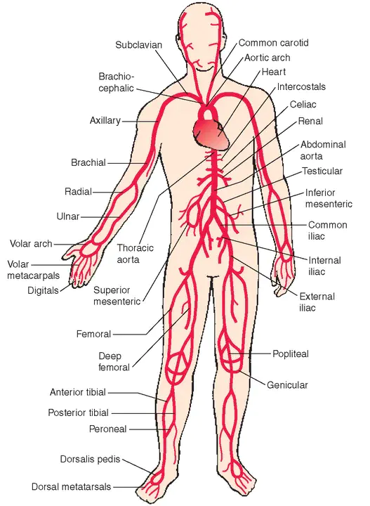 arteries : 动脉