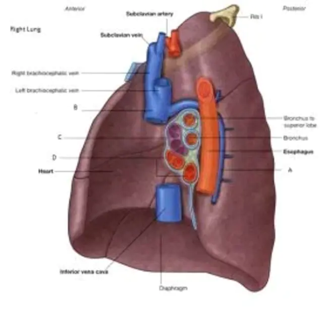 Right Lung : 右肺