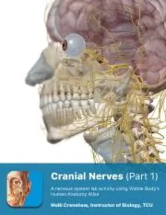 cranial nerves : 颅神经