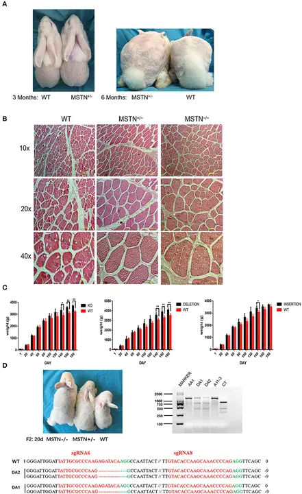 Rabbit Muscle Adenylate Kinase : 兔肌肉腺苷酸激酶