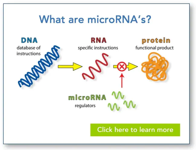 microRNAs : 微小RNA