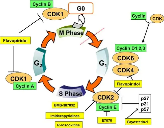 cyclin-dependent kinase inhibitor : 细胞周期蛋白依赖激酶抑制剂