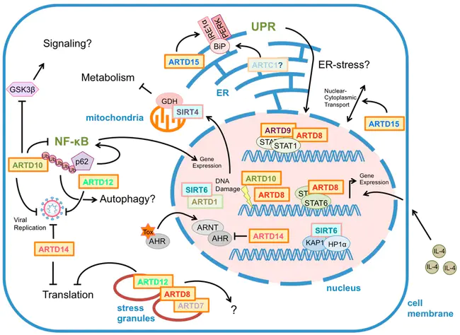 p53 Glutathione S-Transferase : p53谷胱甘肽S-转移酶