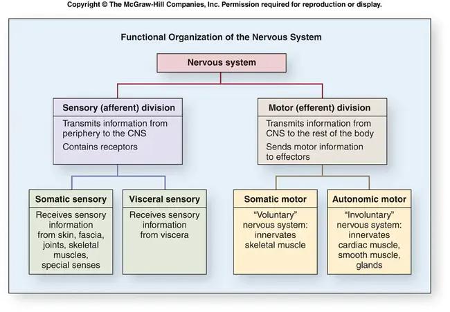 Nervous System : 神经系统