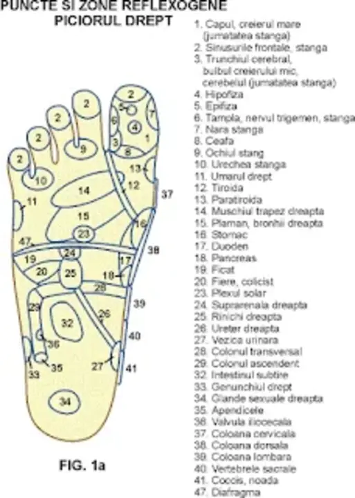 Small Intestine : 小肠