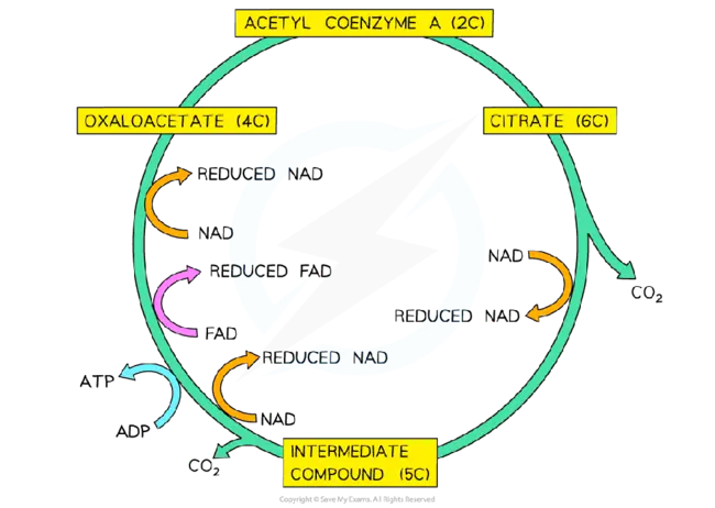 Carbon, Hydrogen, and Nitrogen : 碳、氢和氮