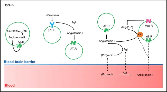 Angiotensin-converting Enzyme : 血管紧张素转换酶