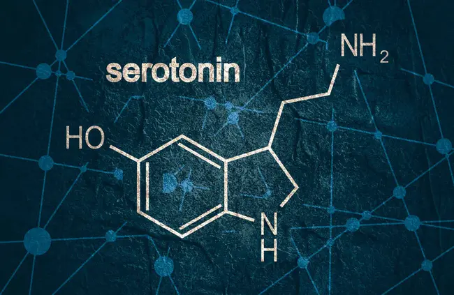 serotonin reuptake transporter : 血清素再摄取转运体