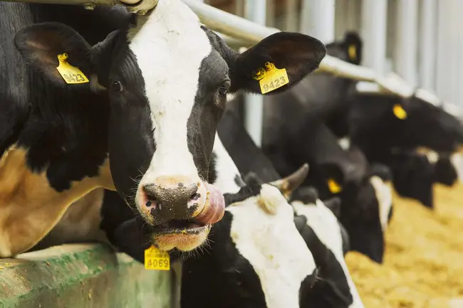 Grain Consuming Animal Unit : 粮食消费动物单位