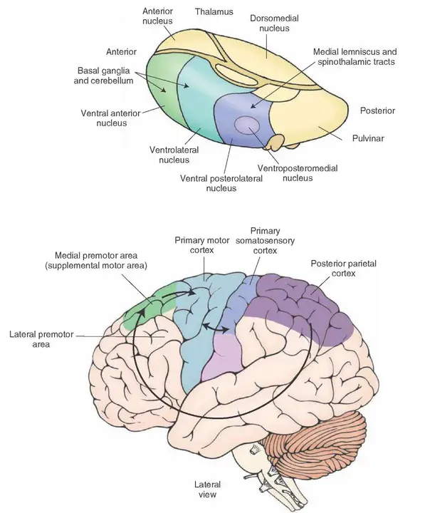 premotor cortex : 运动前皮质