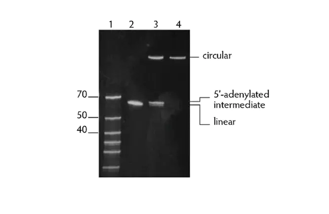 Ligase chain reaction : 连接酶链式反应