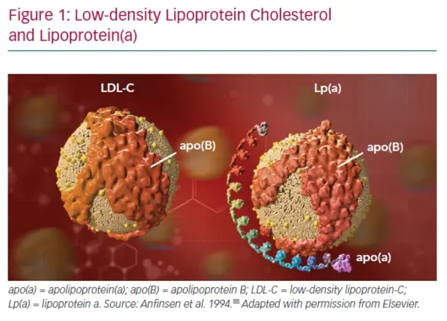 High-Density Lipoprotein Cholesterol : 高密度脂蛋白胆固醇