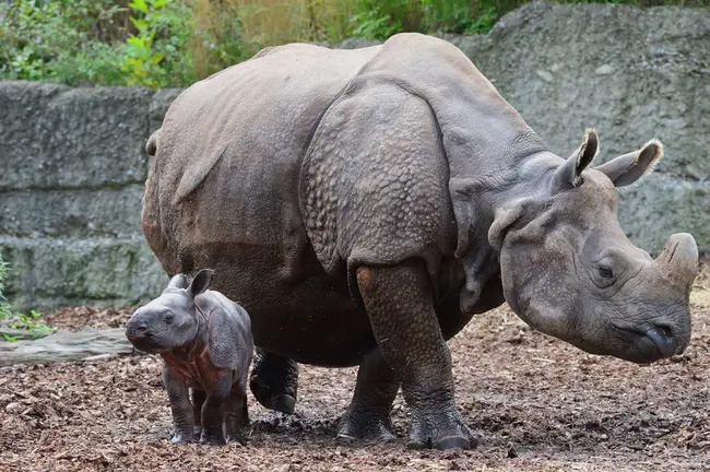 Are Rhinos Frying Jacks? : 犀牛在煎杰克吗？