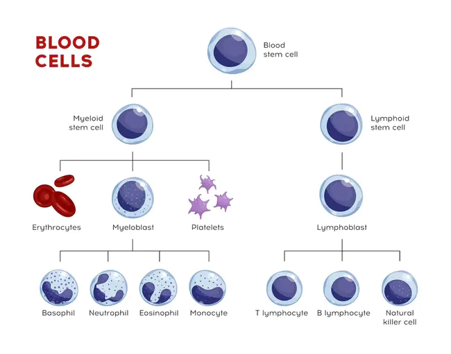 haemagglutinin-inhibiting antibodies : 血凝素抑制抗体