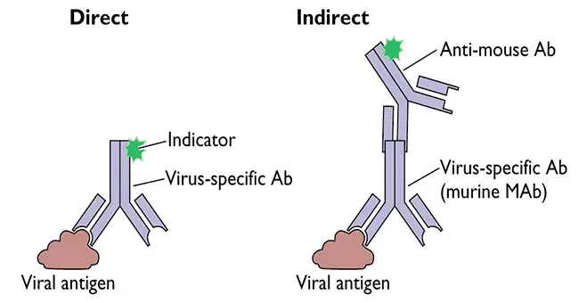 Immunofluorescence assay : 免疫荧光分析