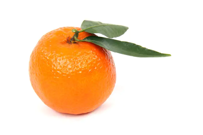 Clementine : 克莱门汀
