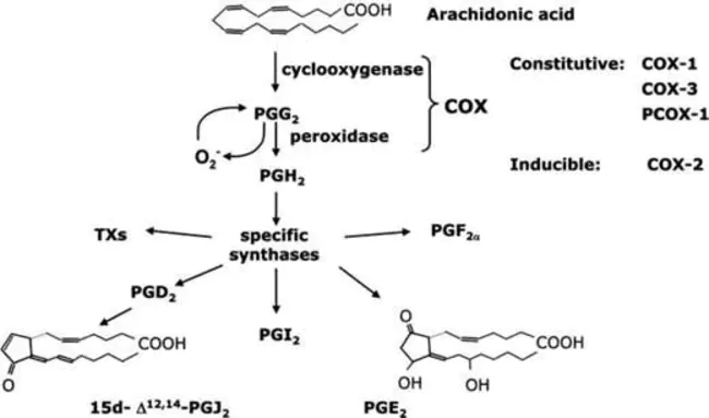 Cyclooxygenase : 环氧合酶