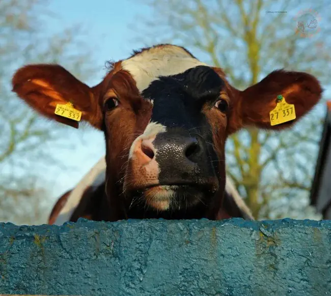 Cows In Action : 行动中的母牛