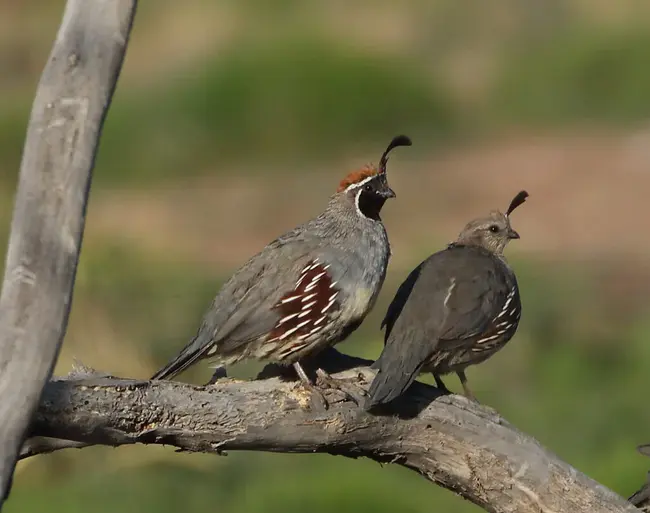 South Texas Wintering Birds : 南得克萨斯过冬鸟