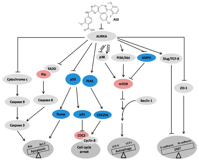 Activation-Induced Deaminase : 活化诱导脱氨酶