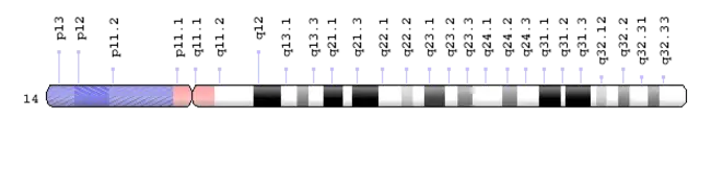 chromosome aberration(s) : 染色体畸变