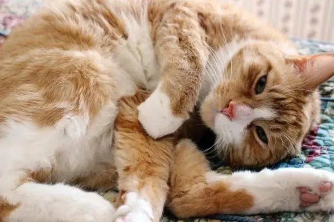 Feline Inflammatory Bowel Disease : 猫炎性肠病