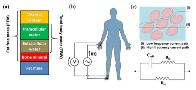 Impedance PlethysmoGraphy : 阻抗体积描记术