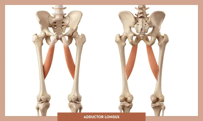 Abductor Pollicis Longus : 外展肌英寸长