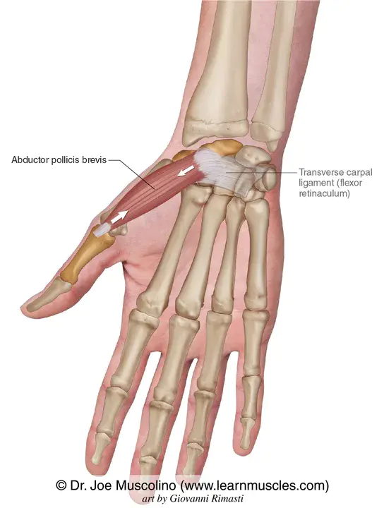 Abductor Pollicis Obliquus : 拇指外展肌斜肌