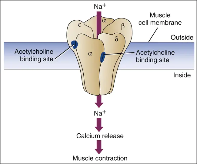 acetylcholine receptor : 乙酰胆碱受体