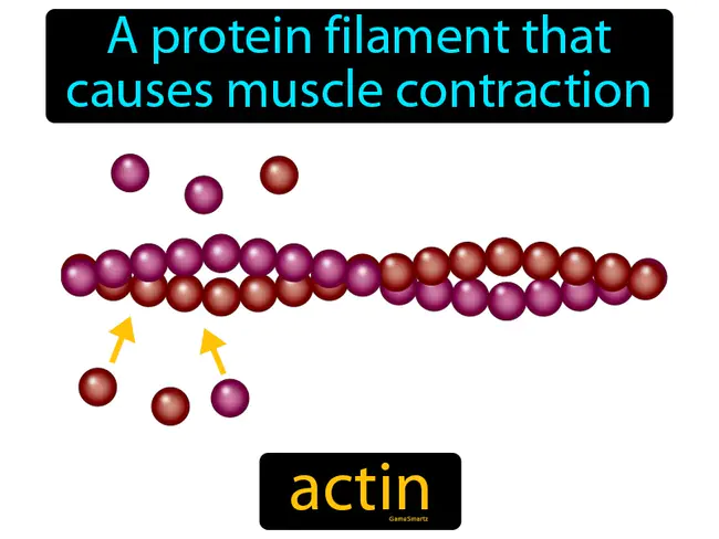 Actin : 肌动蛋白