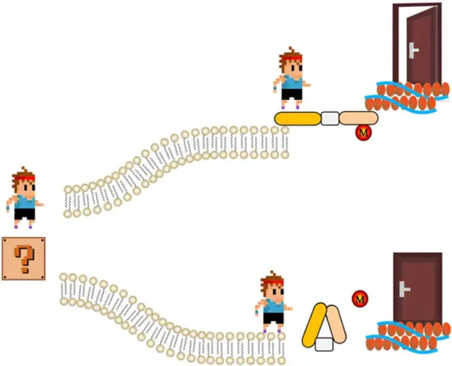 Actin-Binding Protein : 肌动蛋白结合蛋白