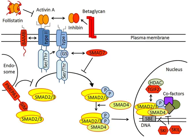 Activin-Like Kinase : 激活素样激酶