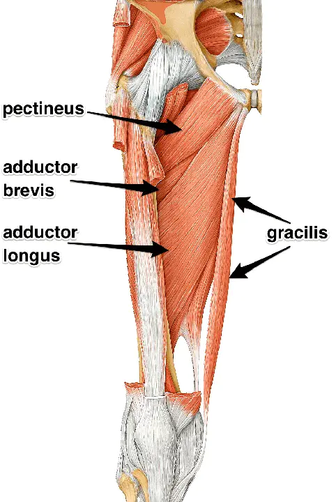 adductor : 内收肌