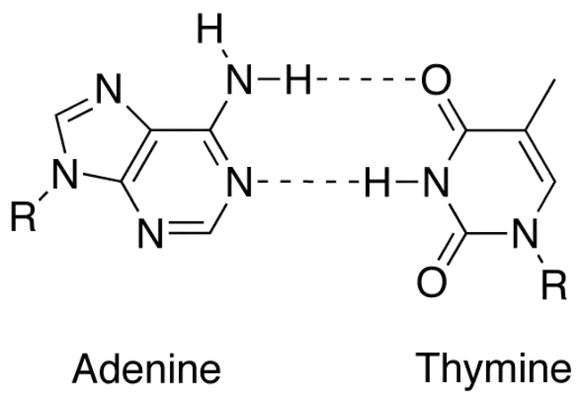 Adenine-Thymine : 腺嘌呤胸腺嘧啶