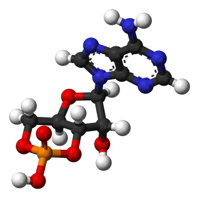 adenosine monophosophate : 一磷酸腺苷