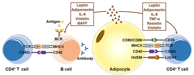 adipocyte-specific secretory factor : 脂肪细胞特异性分泌因子