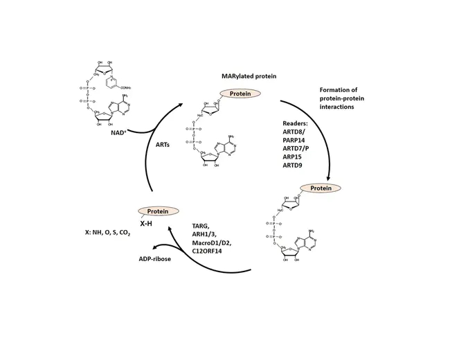 ADP-ribosylation factor : ADP核糖基化因子