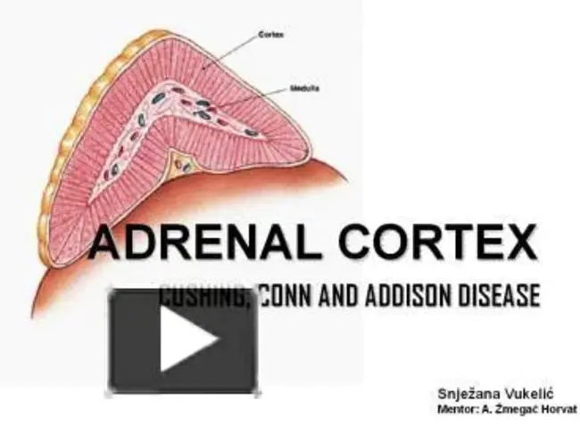 Adrenal Cortex : 肾上腺皮质