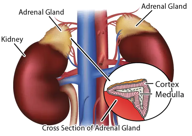 Adrenal Cortical Extract : 肾上腺皮质提取物