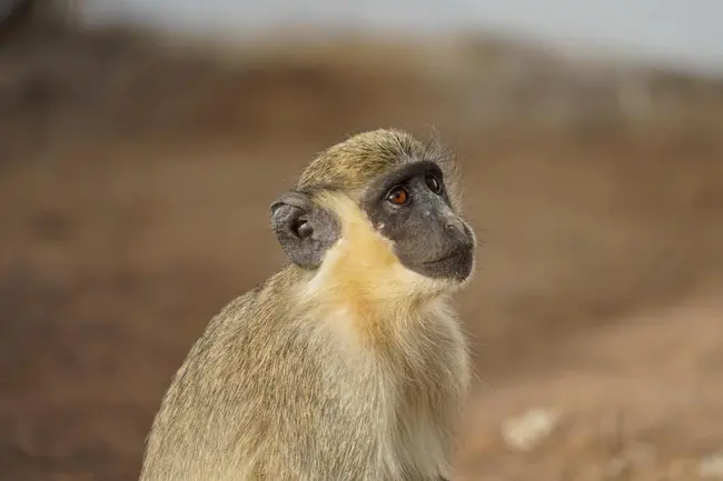 African green monkey : 非洲绿猴