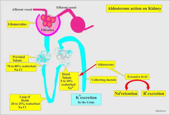 Aldosterone Secretion Defect : 醛固酮分泌缺陷