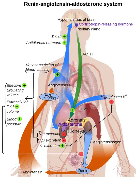 Aldosterone-Stimulating Hormone : 醛固酮刺激激素