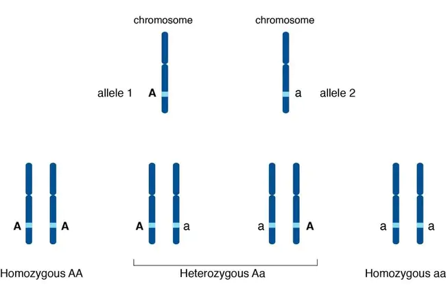 Allele : 等位基因