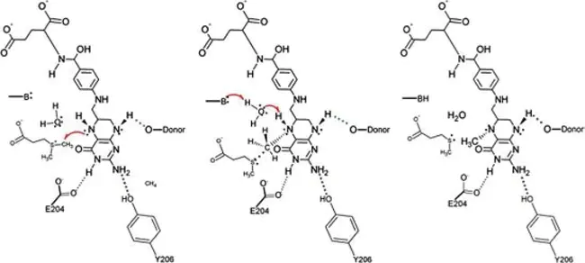 aminomethyltransferase : 氨甲基转移酶